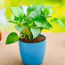 nurserylive Money Scindapsuse With Pot Natural Plant-picture-23