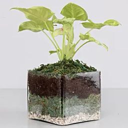 Syngonium Plant 4 Glass Terrarium-29