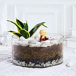 Milt Sansevieria Plant Oval Jar Terrarium-image-78