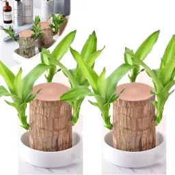 Imported Original Brazilian Lucky Charm Wood Combo, Good Luck Plant Live Stick Seed-image-1