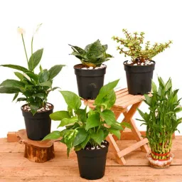 nurserylive 3 Layer Lucky Bamboo , Money Green, Peace Lily , Elephant Bush, Jade (Green), Snake , Zeylanica Natural Plant-picture-15