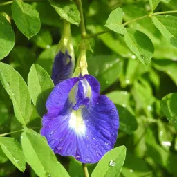 Aprajita, Clitoria Ternatea, Shankha pushpa Seed-image-30