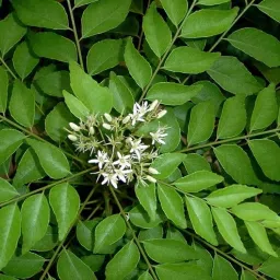 Curry Leaf Plant, Kadi Patta, Sweet Neem, Meetha Neem, 42 Seed-image-32