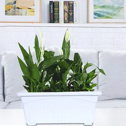 Kuber Industries Set of 3 Rectangular Jupiter Plastic Window Flower Planters image 5