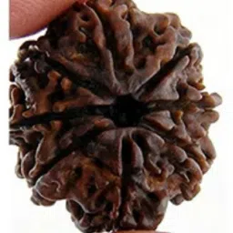 Original and Certified 8 Mukhi Rudraksha/Eight Faced Rudraksh Wood-image-17