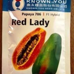 red lady 786 papaya f1 hybrid seeds 300 Seed Seed-image-67