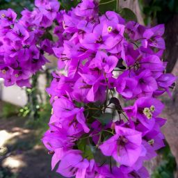 Bougainvillea Plant-image-9