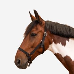 Horse Riding Halter for Horse and Pony Schooling - Black-image-14