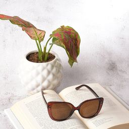 HAUTE SAUCE by Campus Sutra Women Brown Lens & Brown Butterfly Sunglasses with UV Protected Lens-image-24