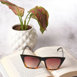 HAUTE SAUCE by Campus Sutra Women Brown Lens & Printed Black Butterfly Sunglasses-14