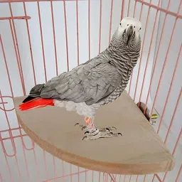 4 Inches / 10 cm Natural Wood Corner Platform cum Perch cum Stand Bird Toy Ideal for Finch, Canary, Lovebird, Budgerigar, Budgeri (Light Weight) Wooden Training Aid, Stick For Bird-image-26