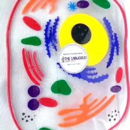 the labworld Animal Cell for Demonstration Science Biology Model for Teaching and Learning image 3