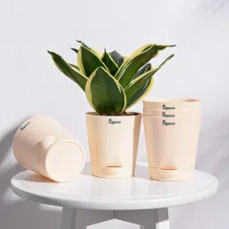 Krish Self Watering Pots & Planter - (Ivory) Set of 5 Plant Container Set-30