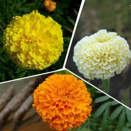 marigold flower seeds hybrid mix multicolour, high germination (400 seeds) Seed-60