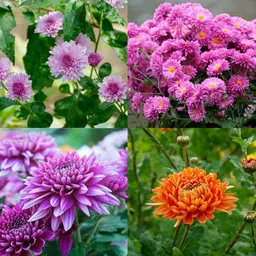 ibains Chrysanthemum red flower seeds pack of 29 Seed-picture-25