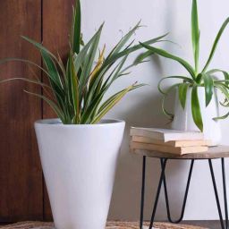 harla arts Love Bite (Large) White Porcelain Floor Planters-picture-16