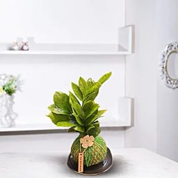Green Beauty Kokedama ZZ Plant Gift-image-8