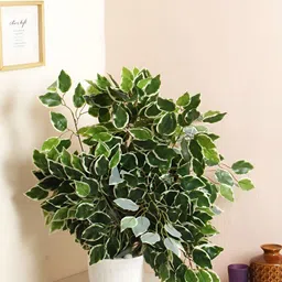 WELL ART GALLERY Green 6 Pieces Ficus Artificial Plant-image-49