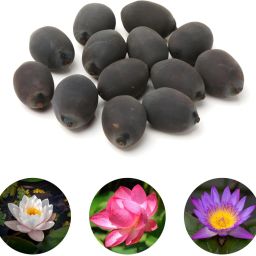 Lotus Seeds/ Plant Seeds, A Grade Quality Seed-image-67