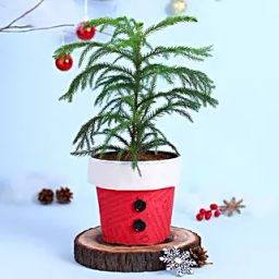 Garden Araucaria Bonsai Plant Santa Pot-43