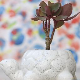 LASAKI White Ceramic Tortoise Shaped Planter-image-53