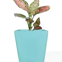 LASAKI Blue Ceramic Planter-image-76