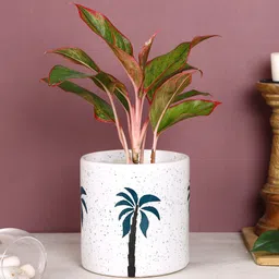 Aapno Rajasthan White & Green Tree Printed Ceramic Planter-15
