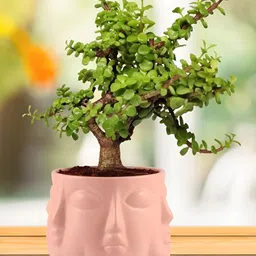 LASAKI Pink Textured Ceramic Planter-image-18