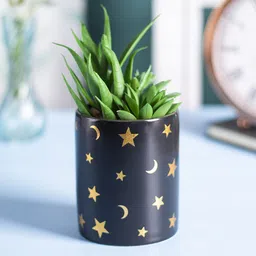 MARKET99  Black Fake Aloevera Planter Pot Artificial Flowers and Plants-38