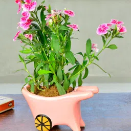 StyleMyWay Pink Handpainted Ceramic Planter Pot-image-11