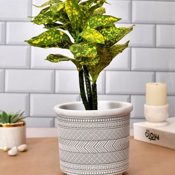 TAYHAA Blossom Black & White Textured Ceramic Planter-11