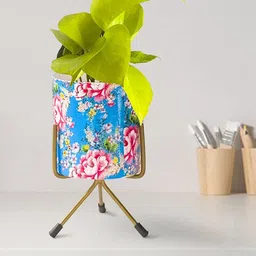 TRUSTBASKET Blue & Pink Printed Planters-34