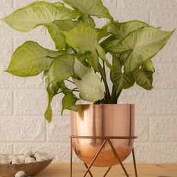 HomeShastra Rose Gold Toned Iron Planters with Stand-picture-42