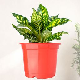 Kuber Industries 24Pc Red & Green Lightweight Planters image 2