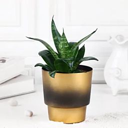 Verdant Vibes Snake Plant-image-52