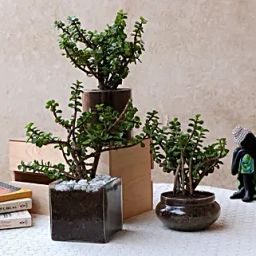 Beautiful Three Jade Plants Set-image-89