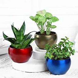 Serenity Succulents-image-70