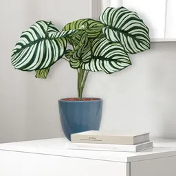 Garden Deco Green & White Dual Shade Artificial Plant-image-59