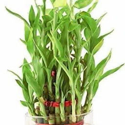 3 Layer Lucky Bamboo Plant with Glass Bowl and Jelly Balls Artificial Plant with Pot-11