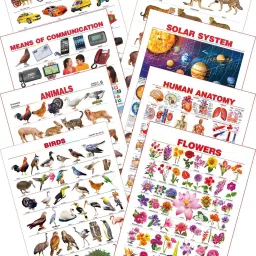 Kid's 1st Learning Charts [S] : Set 12 (Solar System, Transport, Means of Communications, Wild Animals, Domestic Animals, Human Anatomy, Birds & Flowers)-11