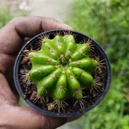Echeveria Hybrid Plant-image-32