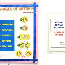 Stages of Mitosis and Meiosis Cell Division Biology Working Project Model Educational Electronic Hobby Kit-image-7