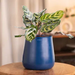 kyari Peacock Plant With With Aura Pot- Blue-picture-9