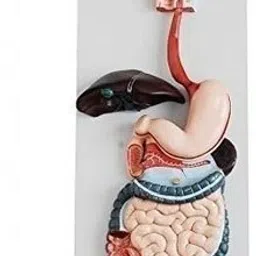 Digestive System Model-11