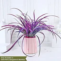 Pineapple Pink Pot Harmony-39