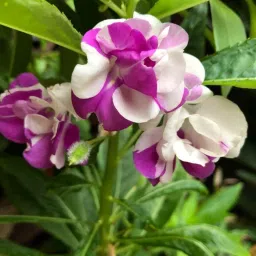 ™ hybrid mix dopati flower seeds,high germination Seed-image-80