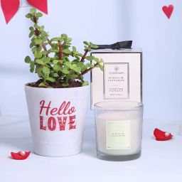 Jade Plant In Hello Love Pot N Candle Valentine Combo-image-28