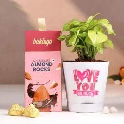 Syngonium Plant In A Pot With Sweet Rocks Duo-image-98