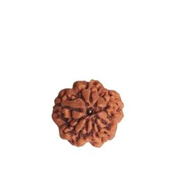 Dine Gems Chaar Mukhi Rudraksha Brahma Rudraksha Nepali 4 Mukhi Rudraksha Original Certified Four Faced Rudraksha Char Mukhi Rudraksha 4 Faced Rudraksha Original Rudraksha image 1