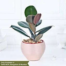 Gold Haven Rubber Plant Oasis-image-17